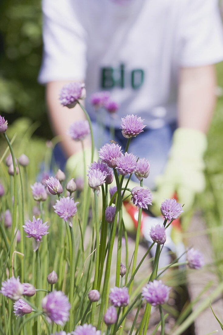 Blühender Schnittlauch im Garten