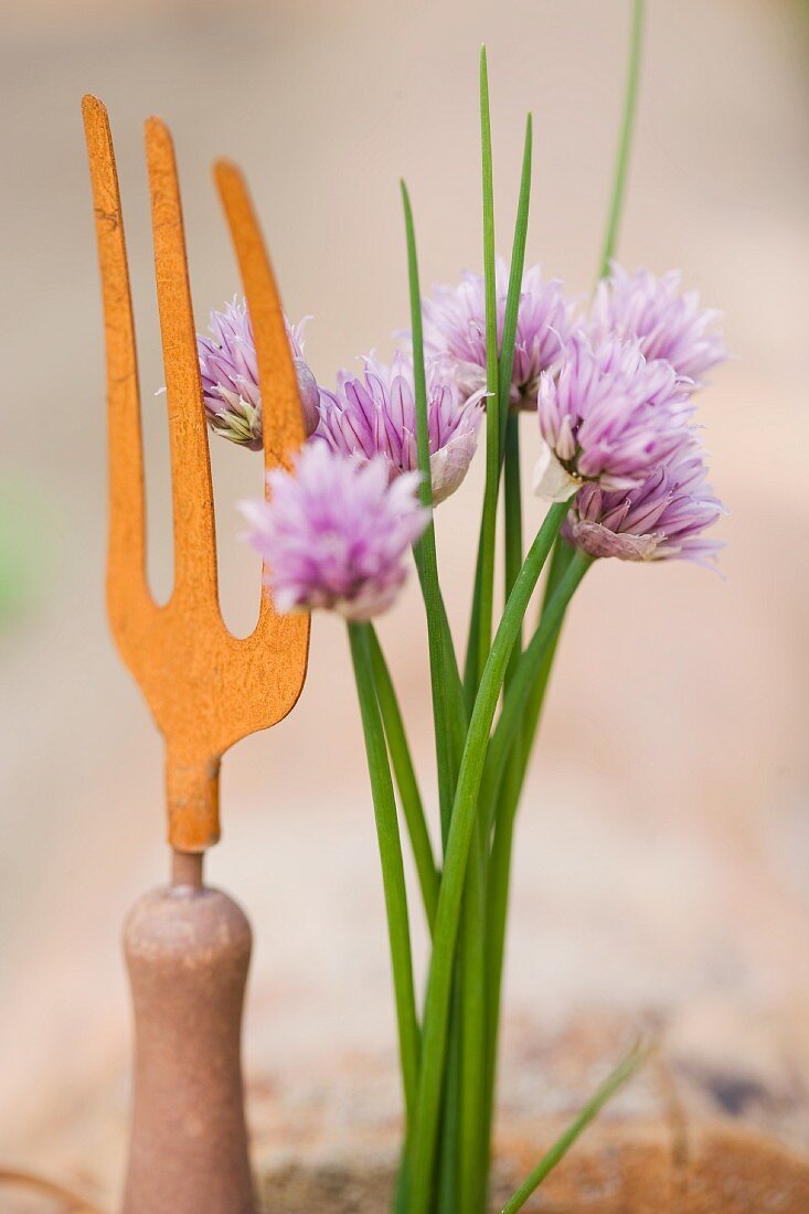Flowering chives and a garden fork
