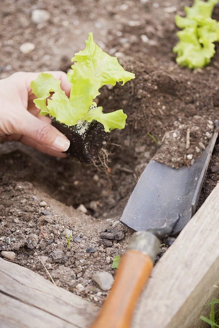 Lettuce being planted