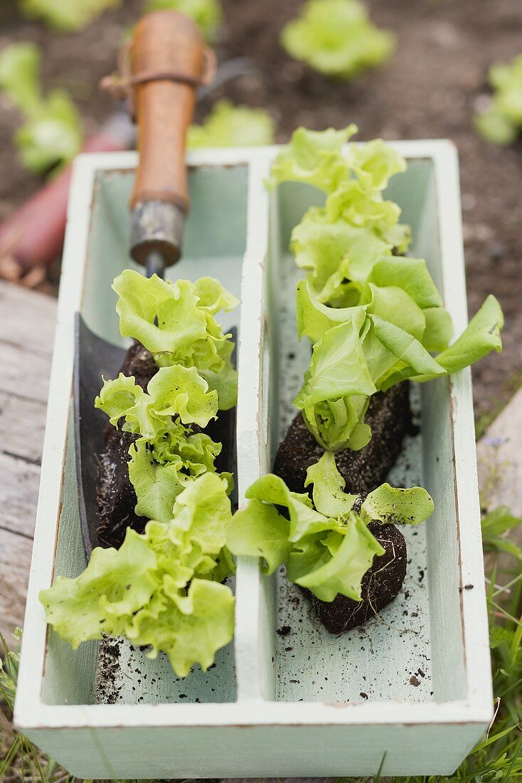 Salatpflanzen und Gartenschaufel im Tragekorb