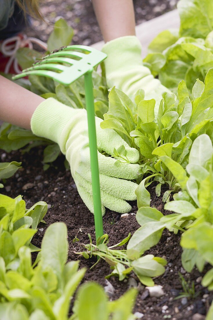 A child harvesting spinach