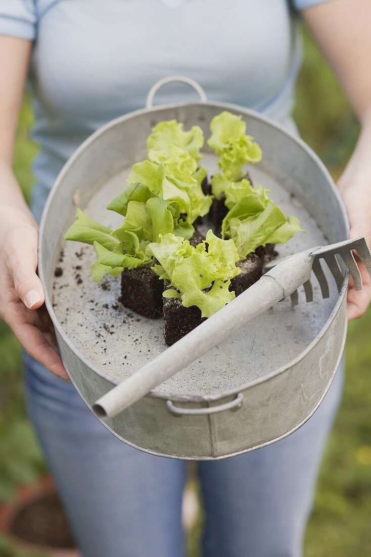 A woman holding a zinc tub with lettuce plants and a rake