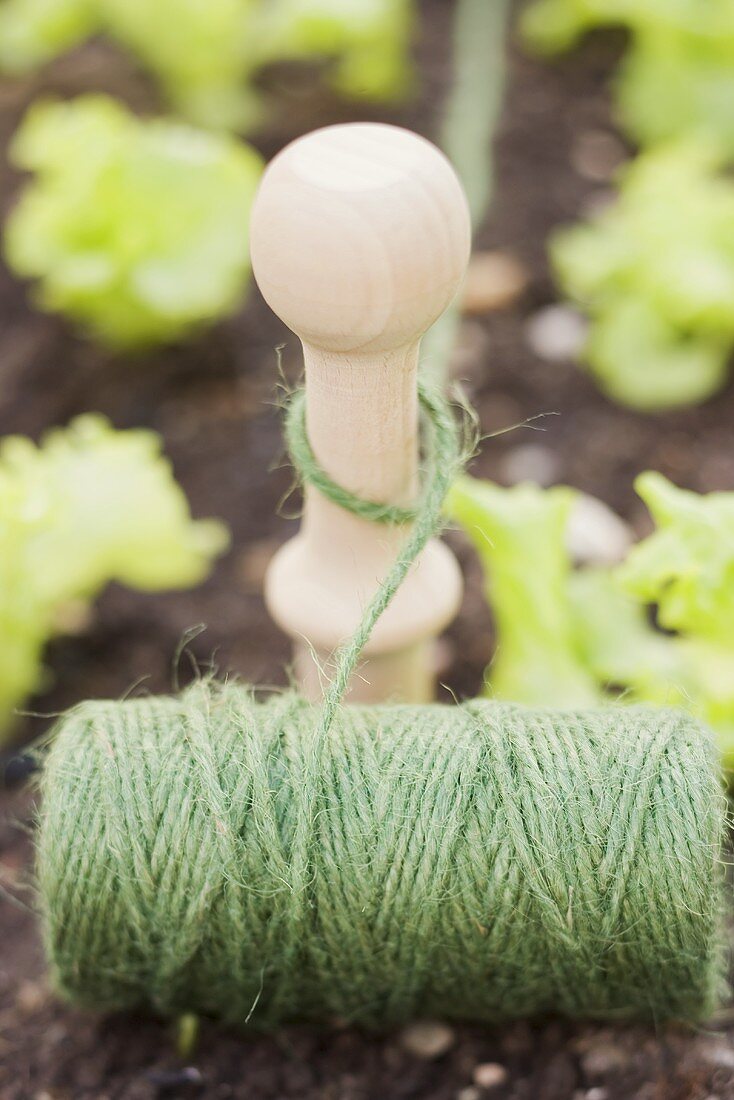 Schnur und Holzpfahl im Salatbeet