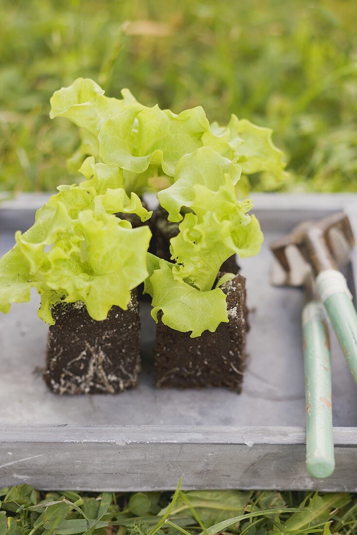 Salatpflanzen und Gartenwerkzeug