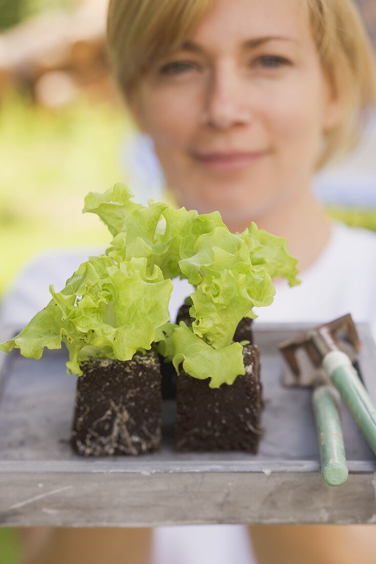A woman holding lettuce plants and garden tools