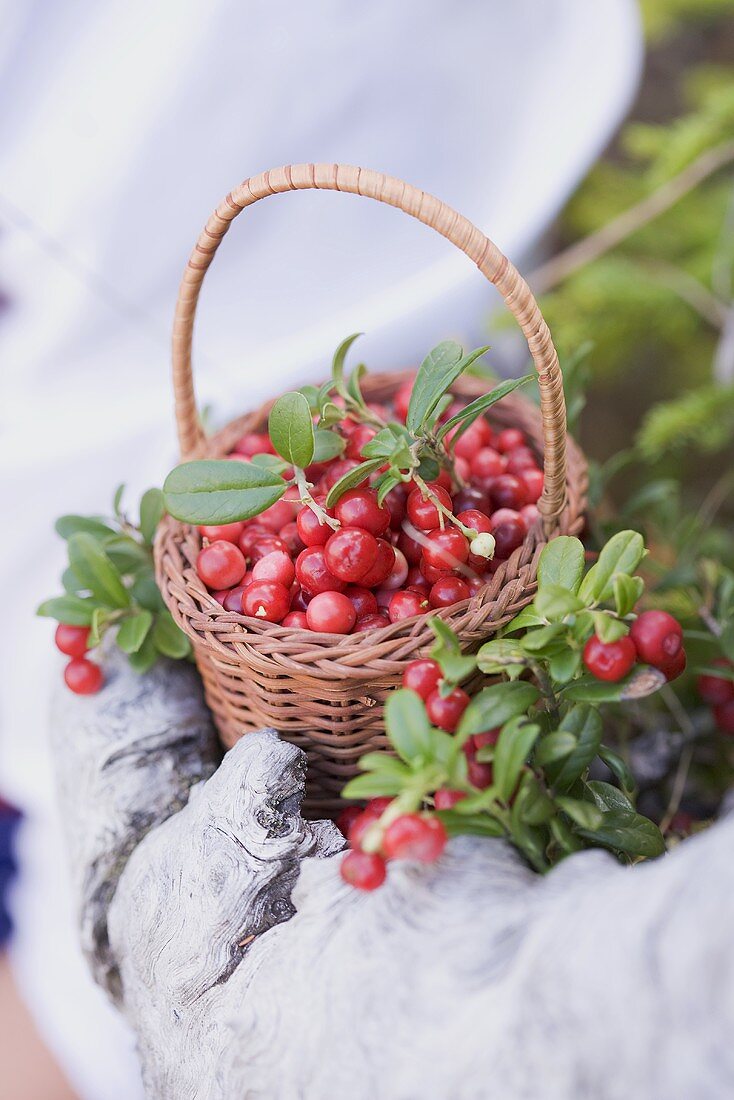 A little basket of lingon berries on a tree stump