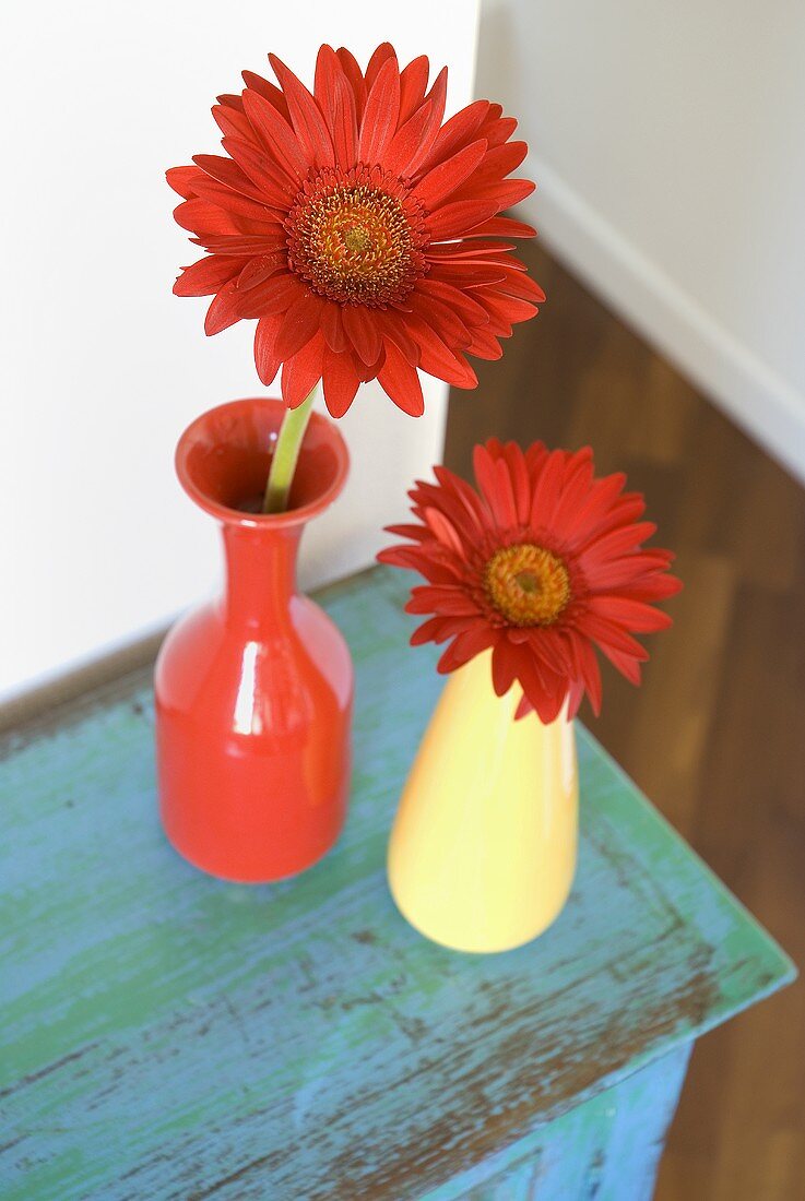 Rote Gerbera in roter und gelber Vase auf blauem Schrank