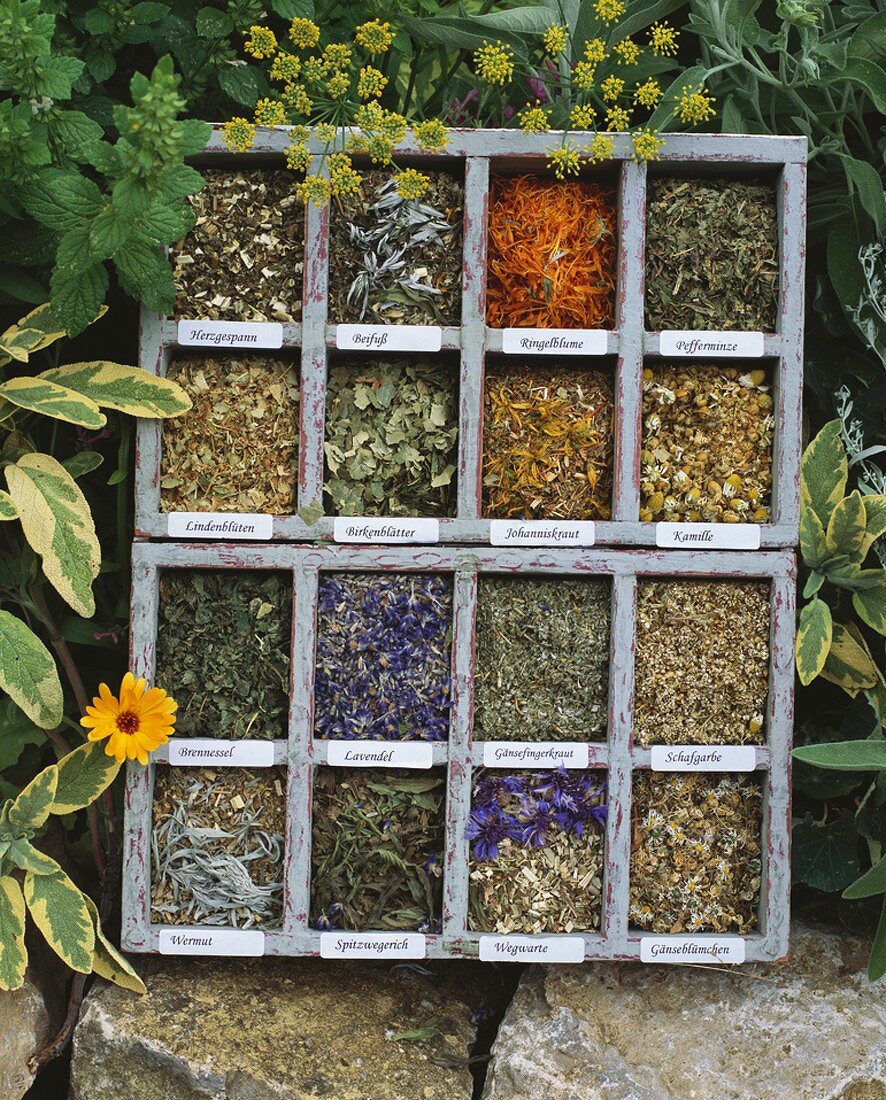 Assorted dried culinary and medicinal herbs in type case