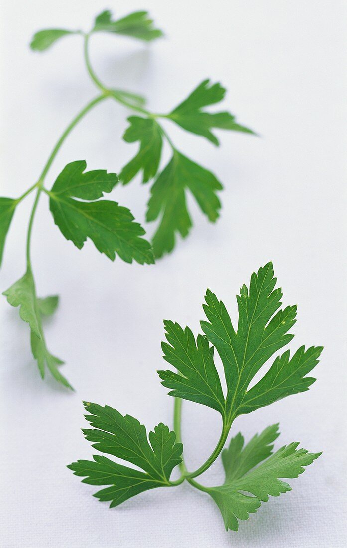 Two stalks of flat-leaf parsley