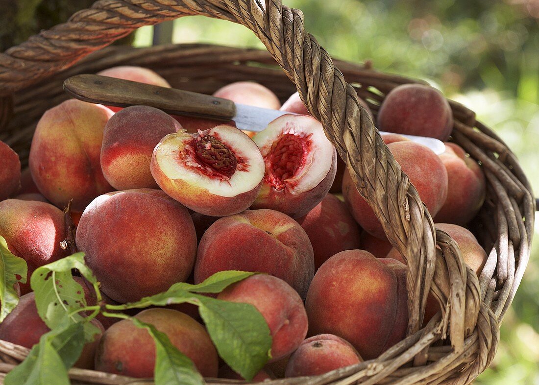 Freshly picked peaches in a basket