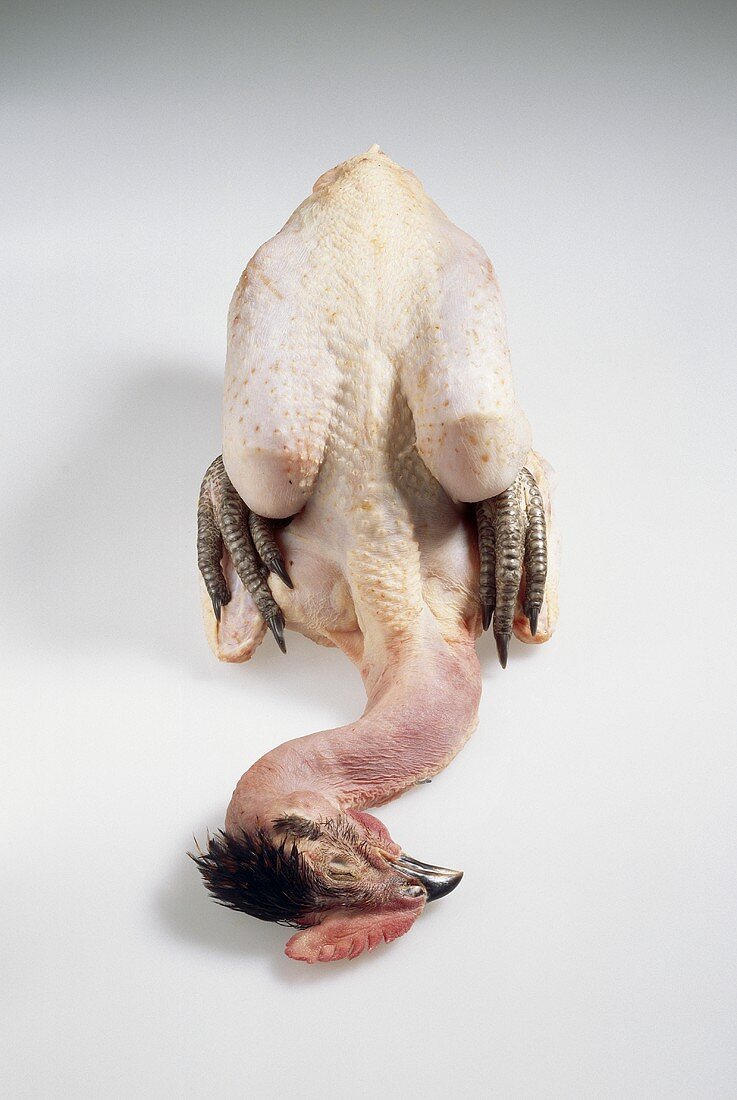 Whole black-feathered chicken, plucked