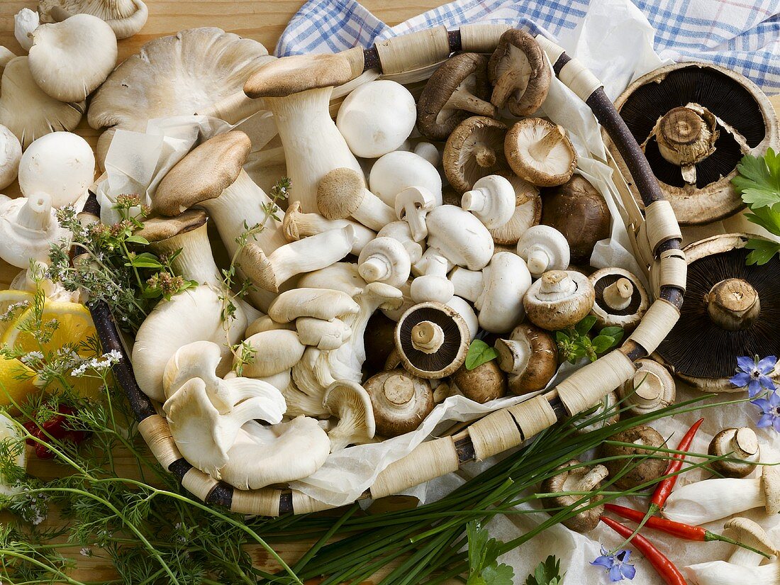 Still life with assorted mushrooms, herbs and spices