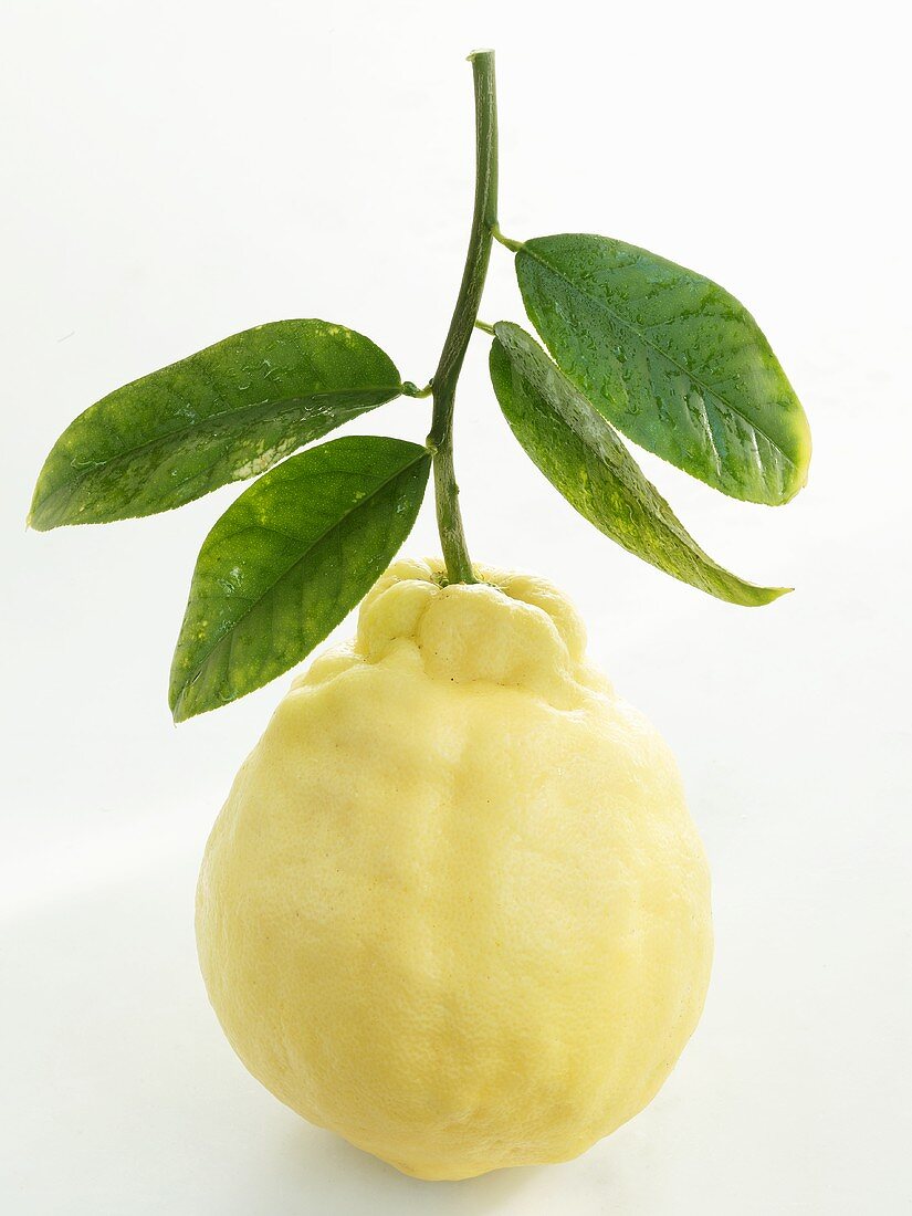 Zitrone mit Stiel und Blättern