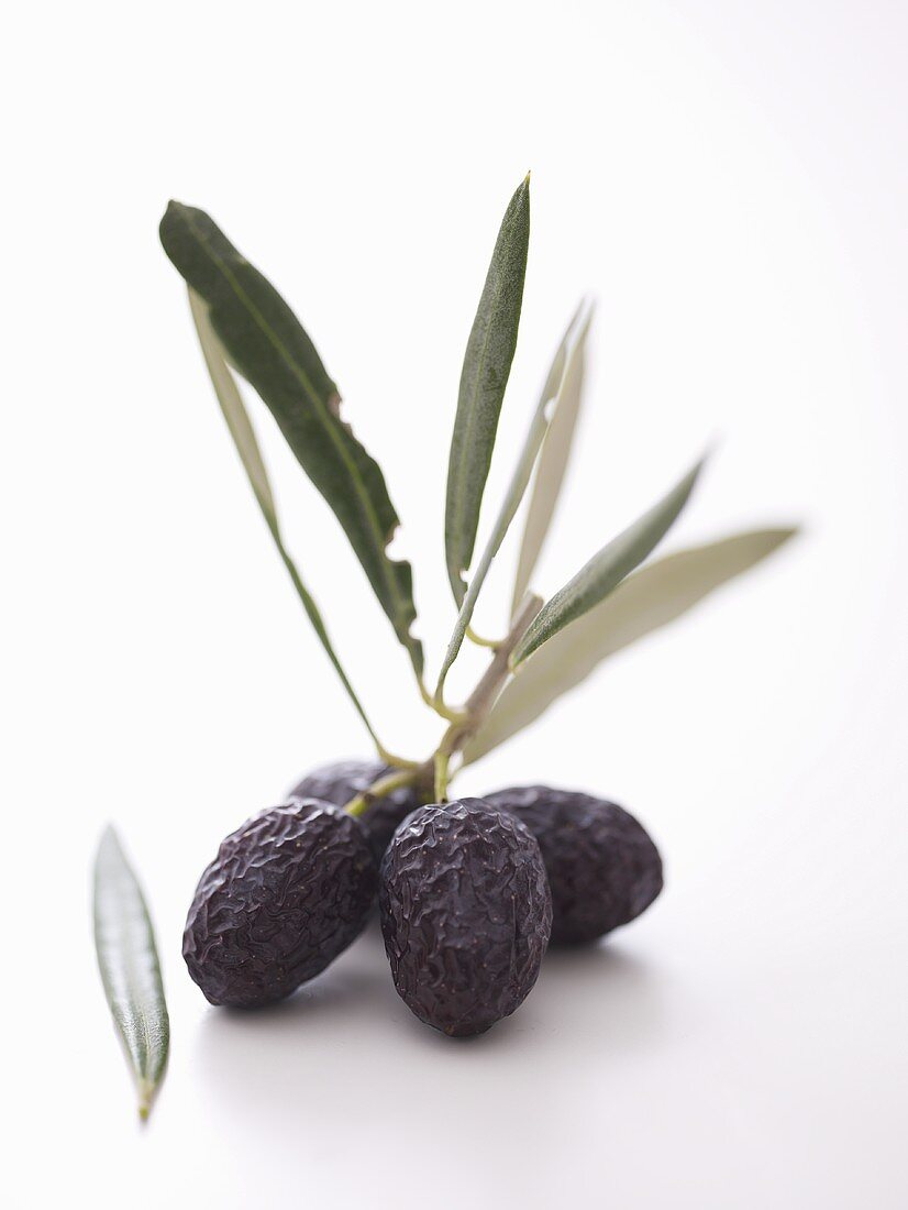 Getrocknete schwarze Oliven mit Zweig