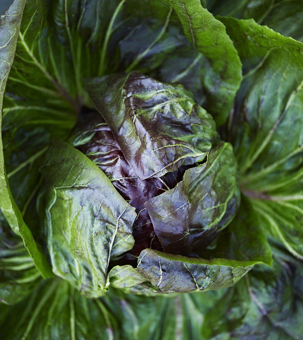 Radicchio in the field (close-up)