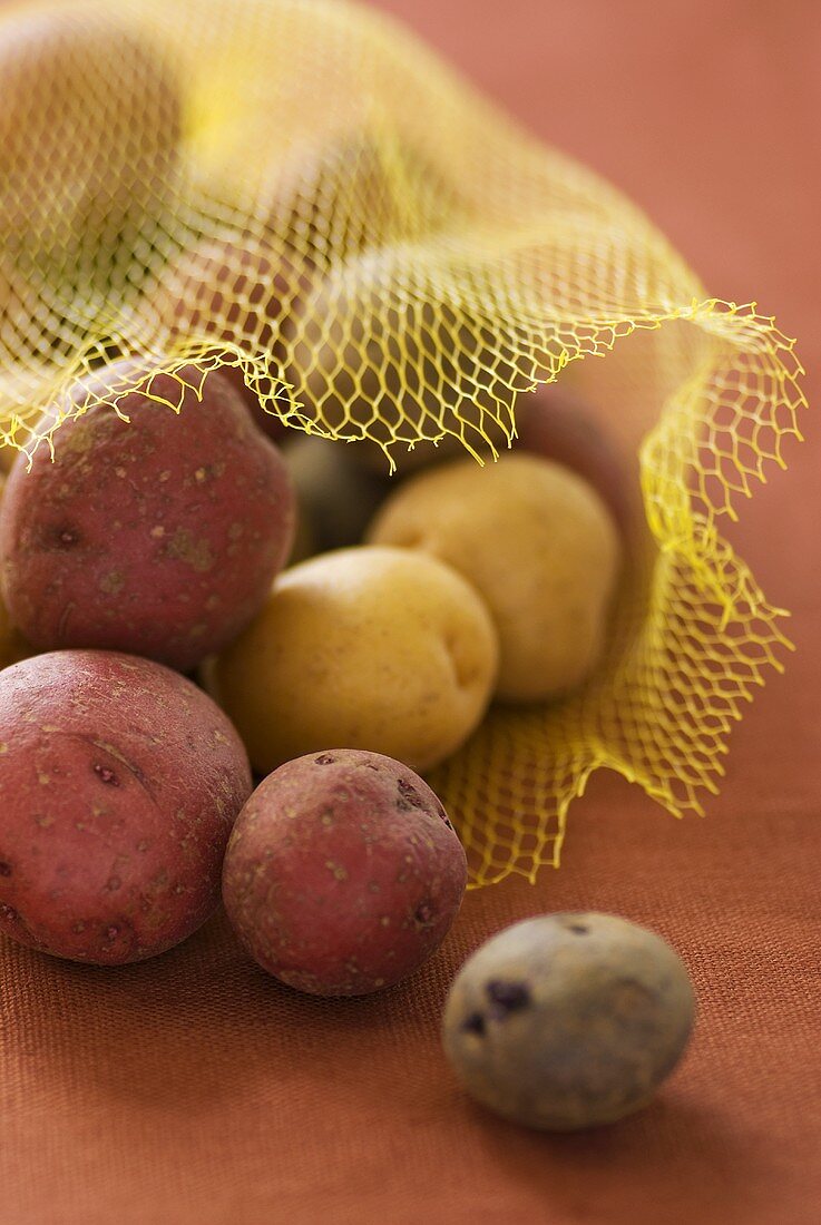 Various varieties of potatoes in net bag