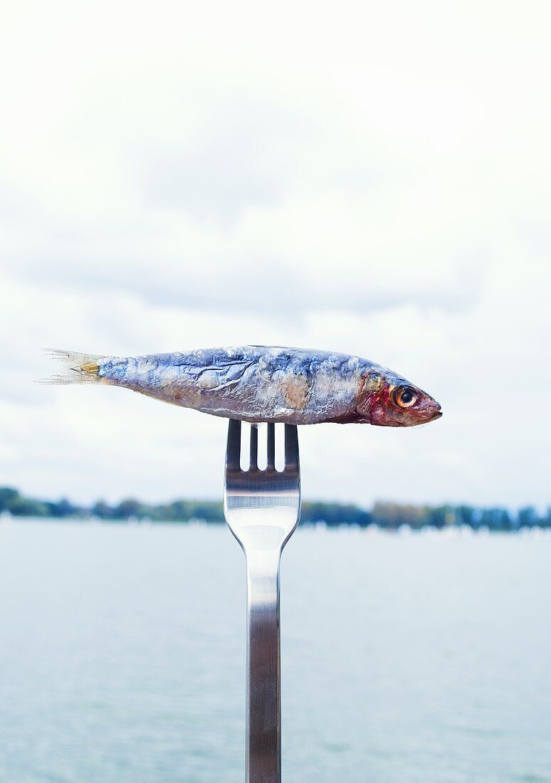 Sardine speared on fork by sea
