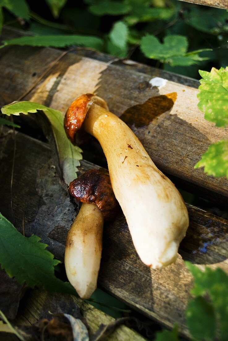 Ceps on planks of wood