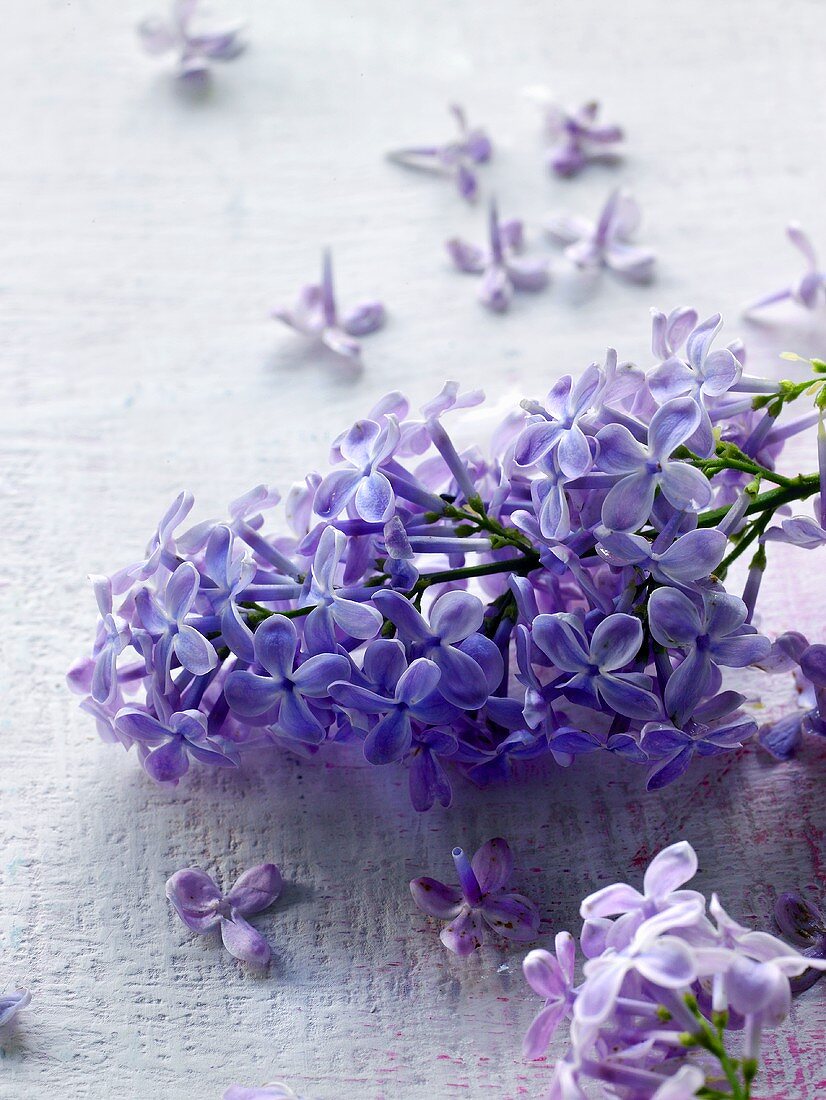 Purple lilac flowers