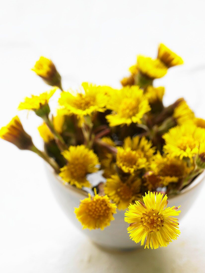 Coltsfoot flowers in a bowl