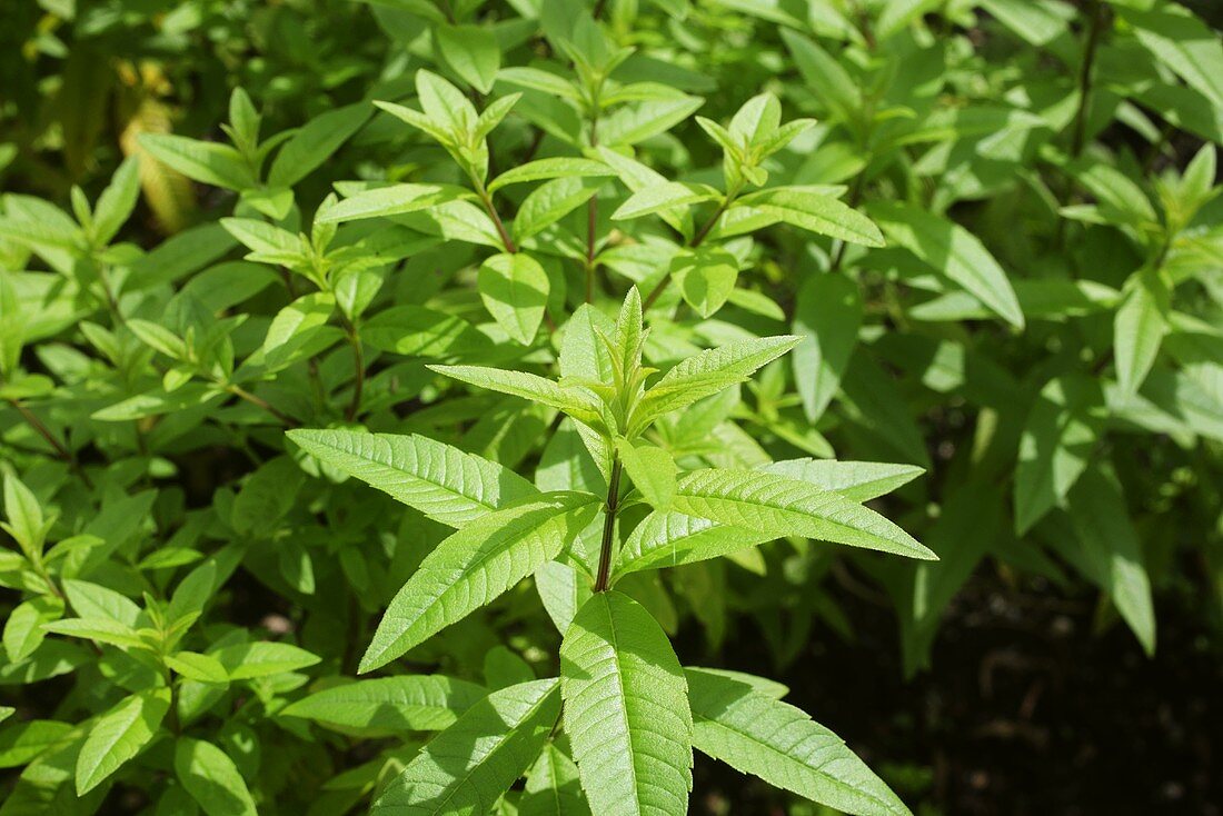 Lemon verbena in garden