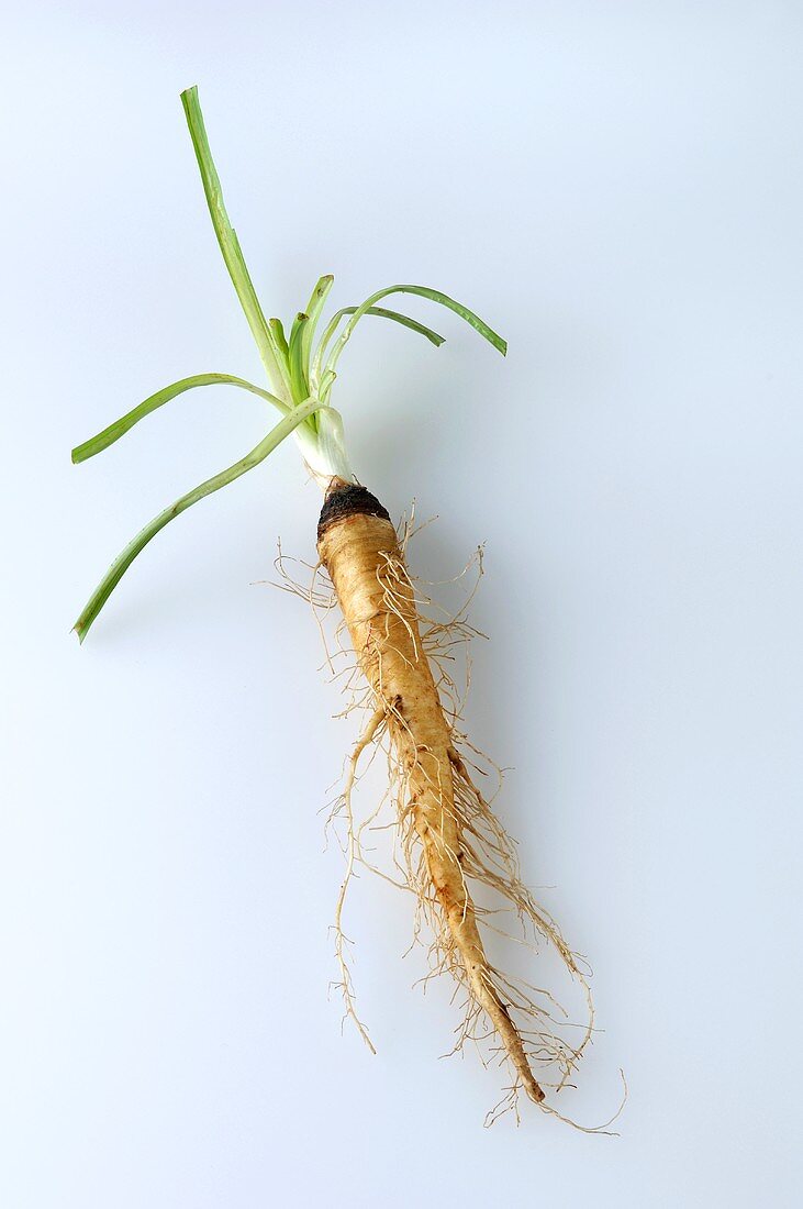 A salsify root