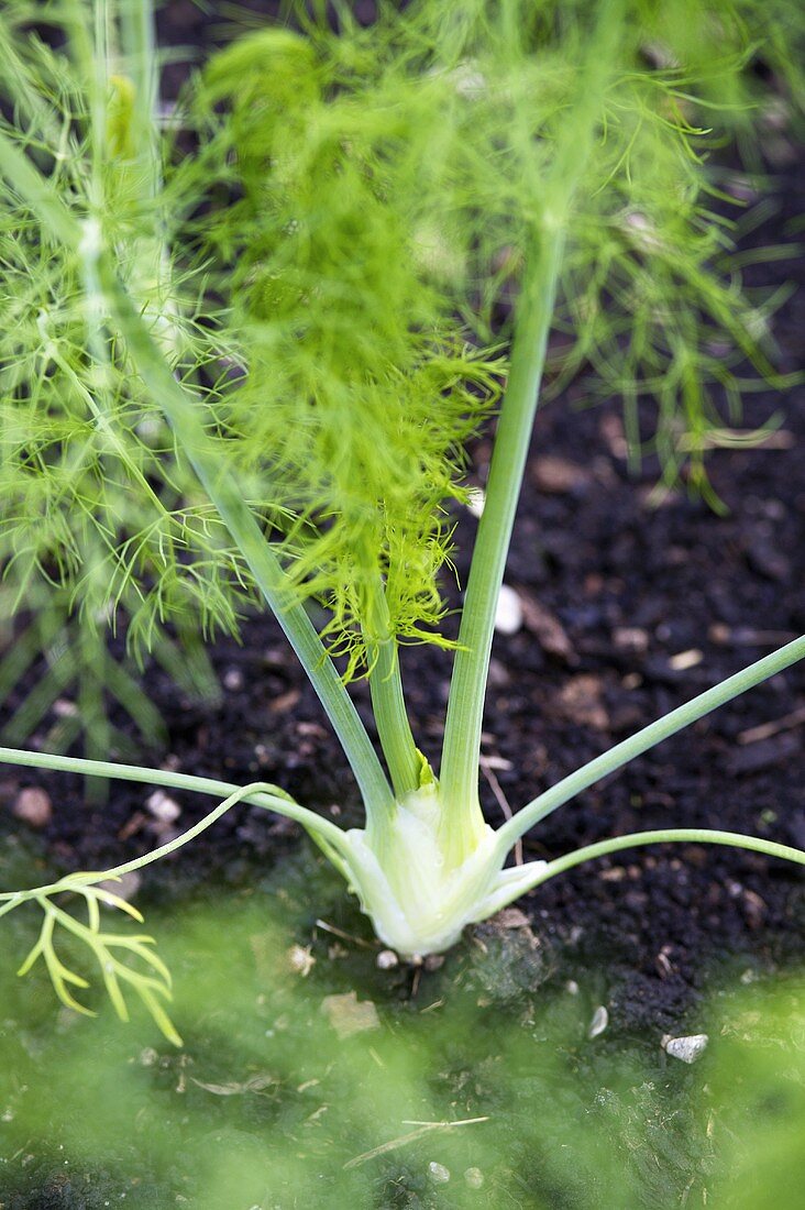 Fennel growing in a garden