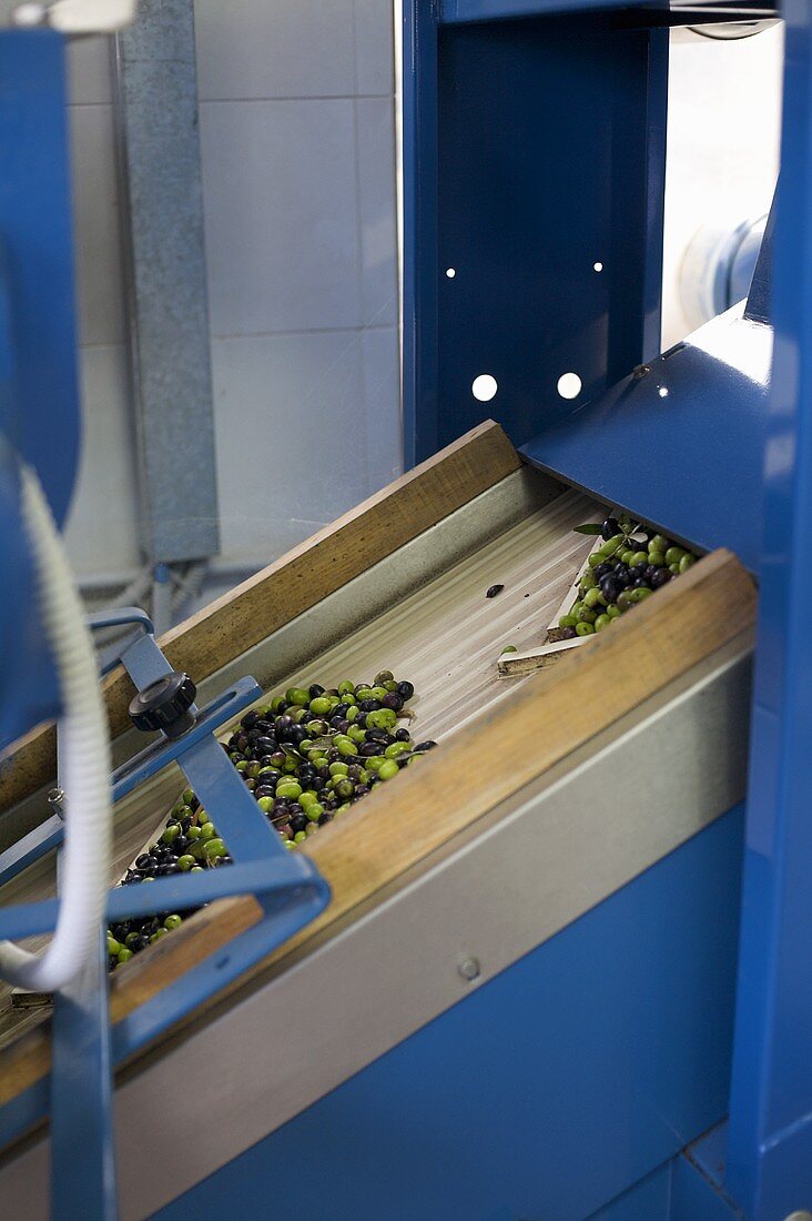 Olives in olive mill