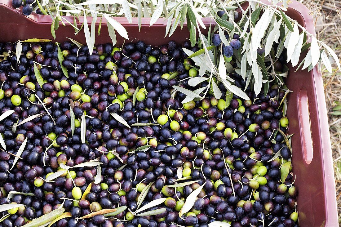 Freshly harvested olives in a crate