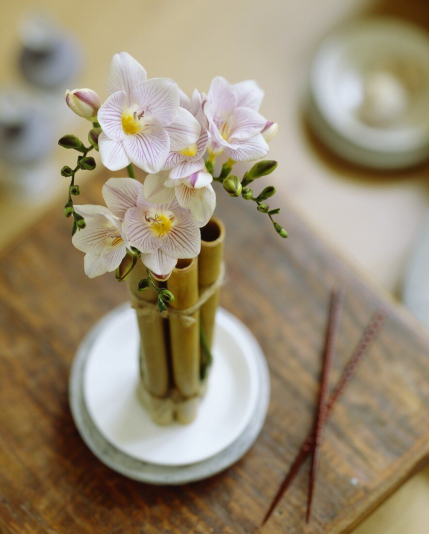 Freesia 'Striped Jewel'