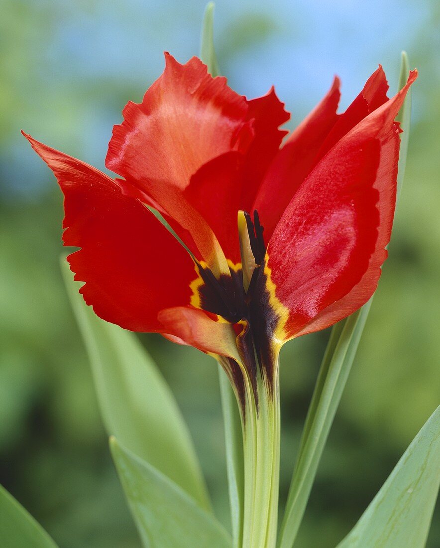 Red tulip 'Exotic Bird'