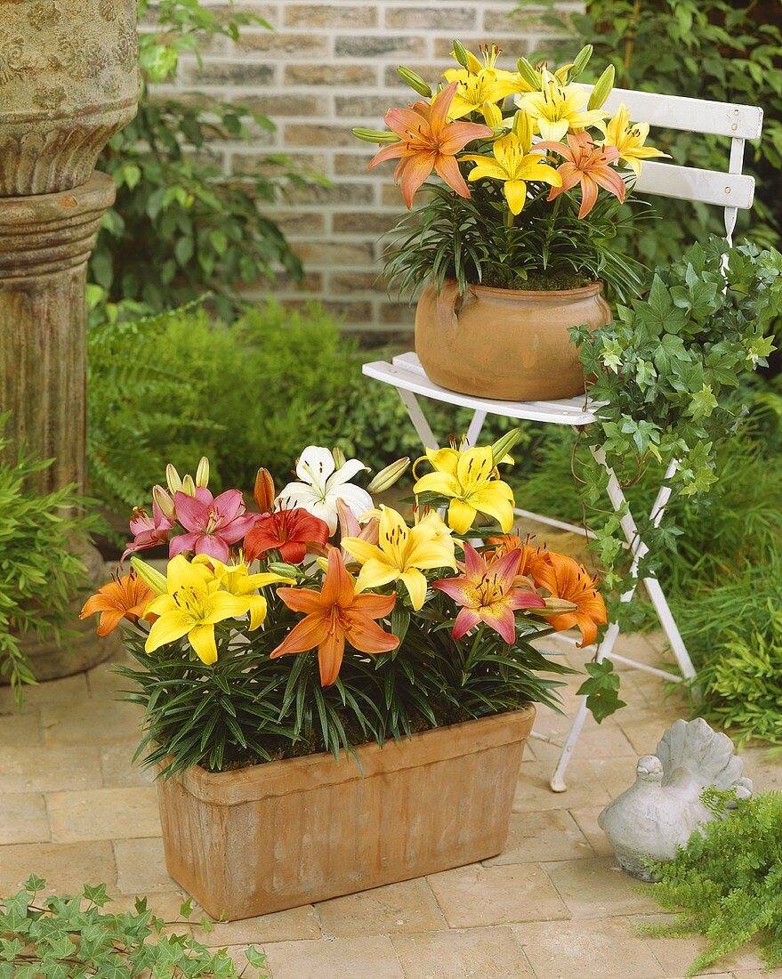 Mixed lilies (Lilium 'Pixie') in garden