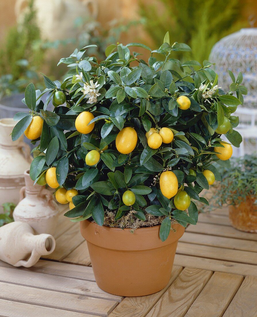 Kumquat plant in flowerpot (Citrus x Fortunella Lemon)