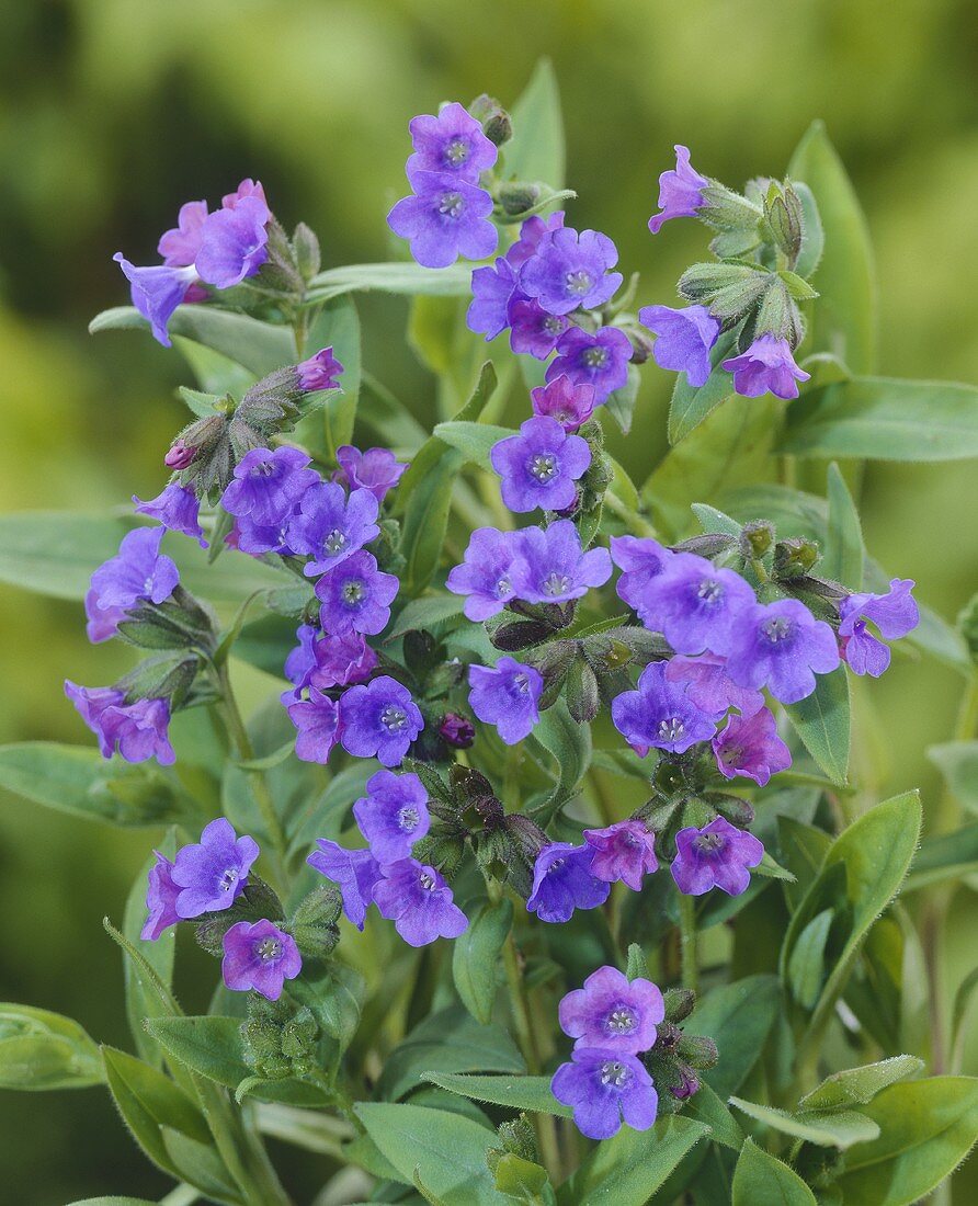 Lungwort (Pulmonaria angustifolia 'Johnson's Blue')