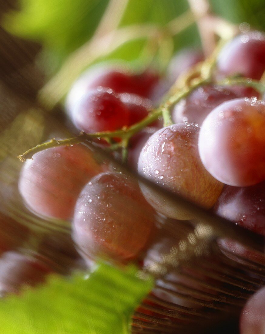 Fresh Bunch of Grapes