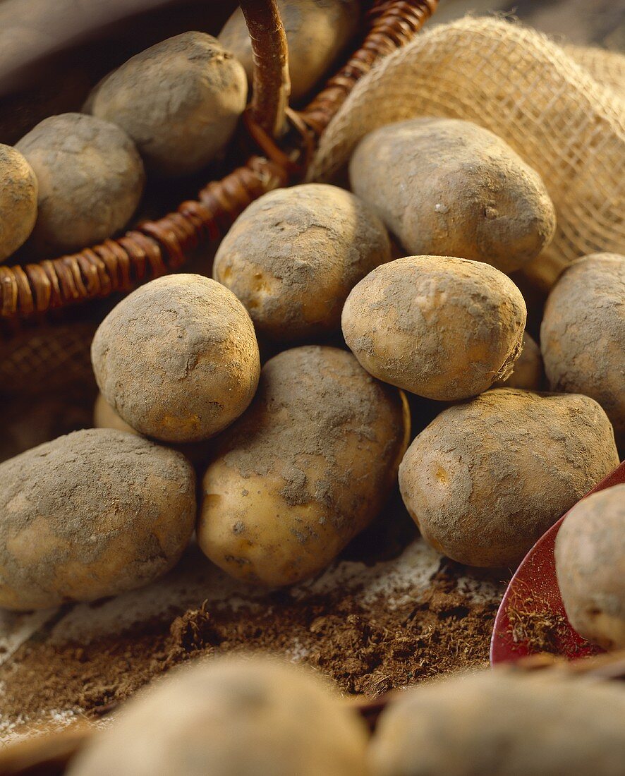 Potatoes, variety 'Doré', with soil