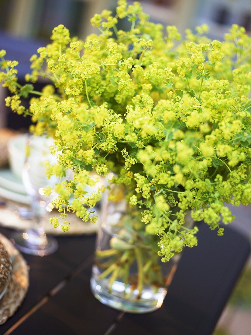 Lady's mantle in a vase