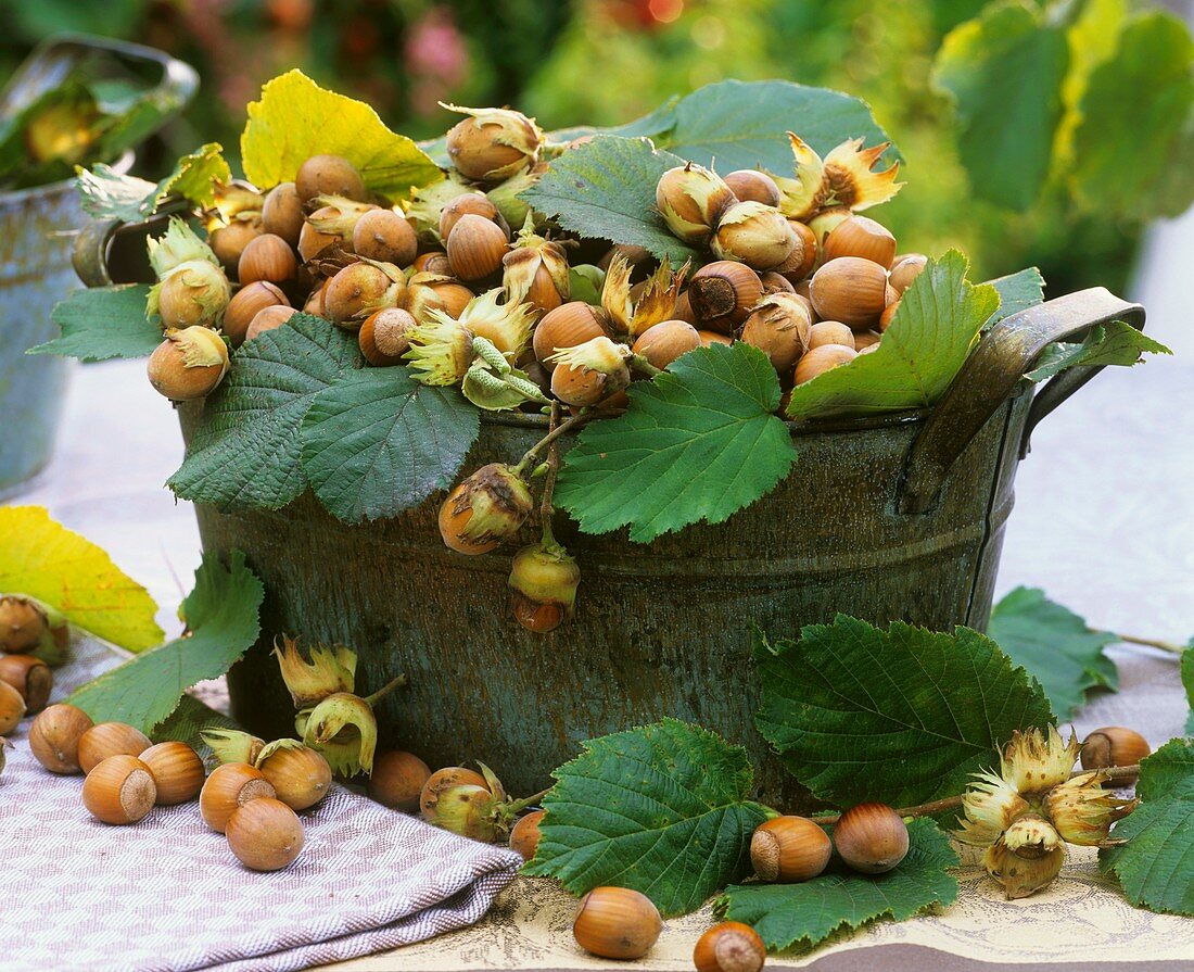 Hazelnuts with leaves in a metal container