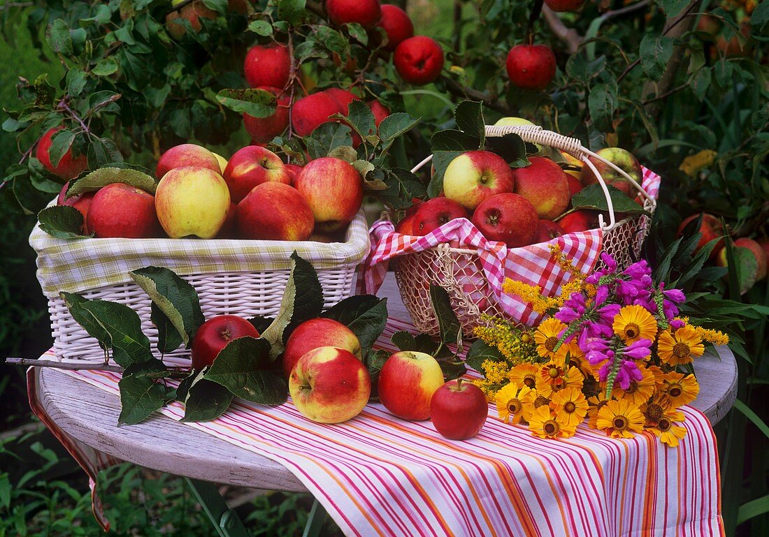 Apples in baskets, bunch of helenium, golden rod & obedient plant