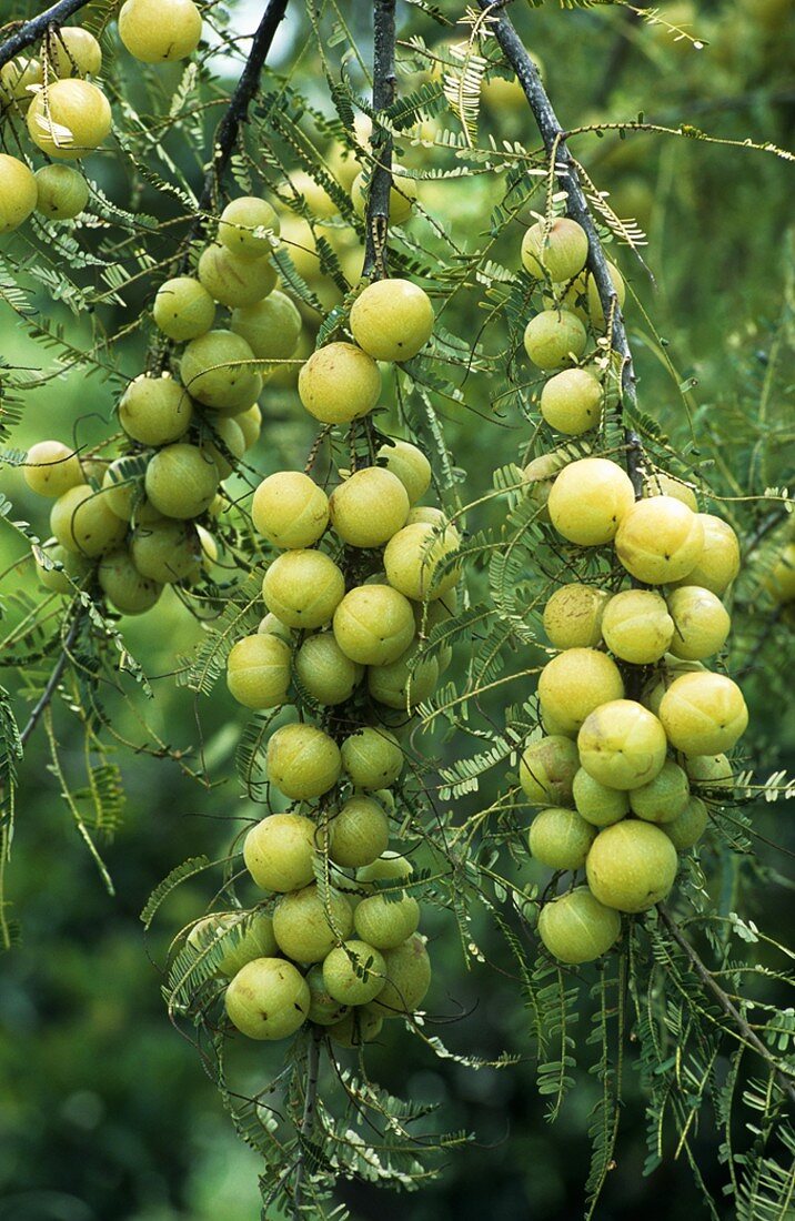 Indian Gooseberries (Emblica officinalis, Phyllanthus emblica L)