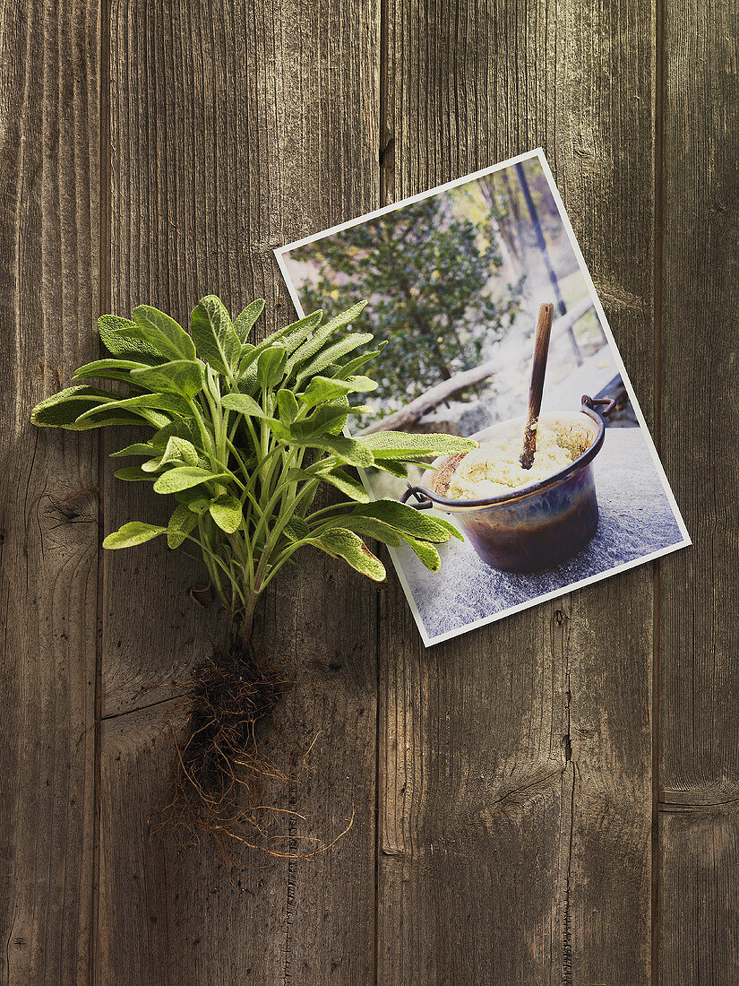 Fresh sage & postcard with picture of polenta on wooden background