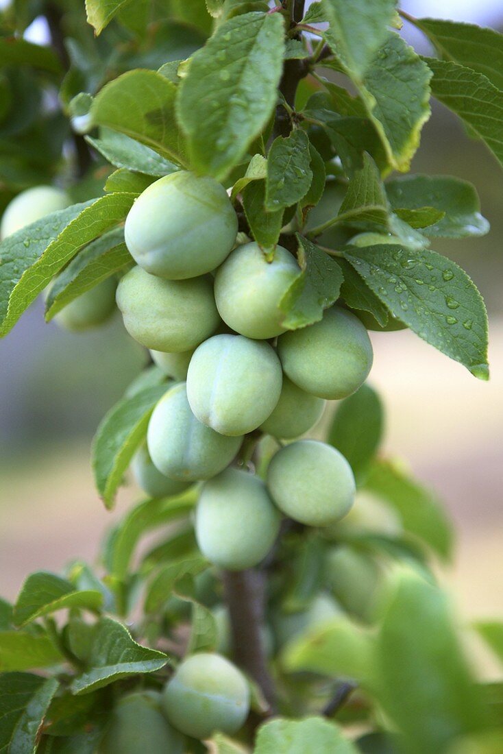 Green apricots on the branch