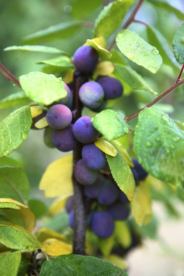 Ripe plums on the branch