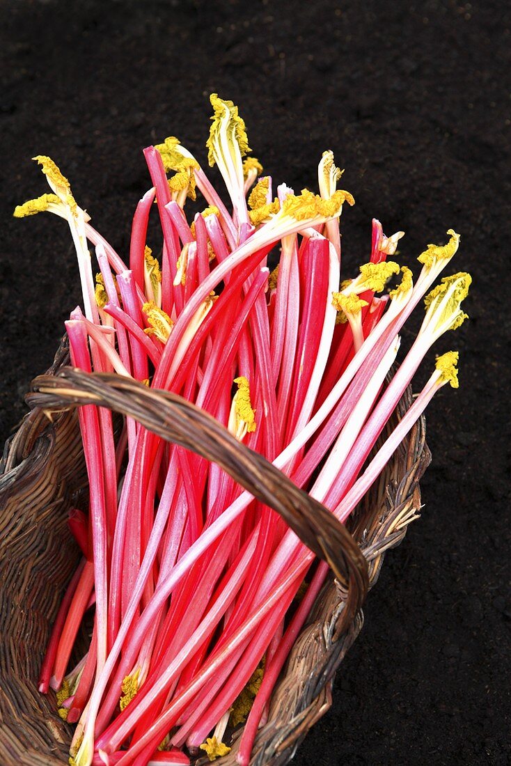 Sticks of fresh rhubarb in a basket