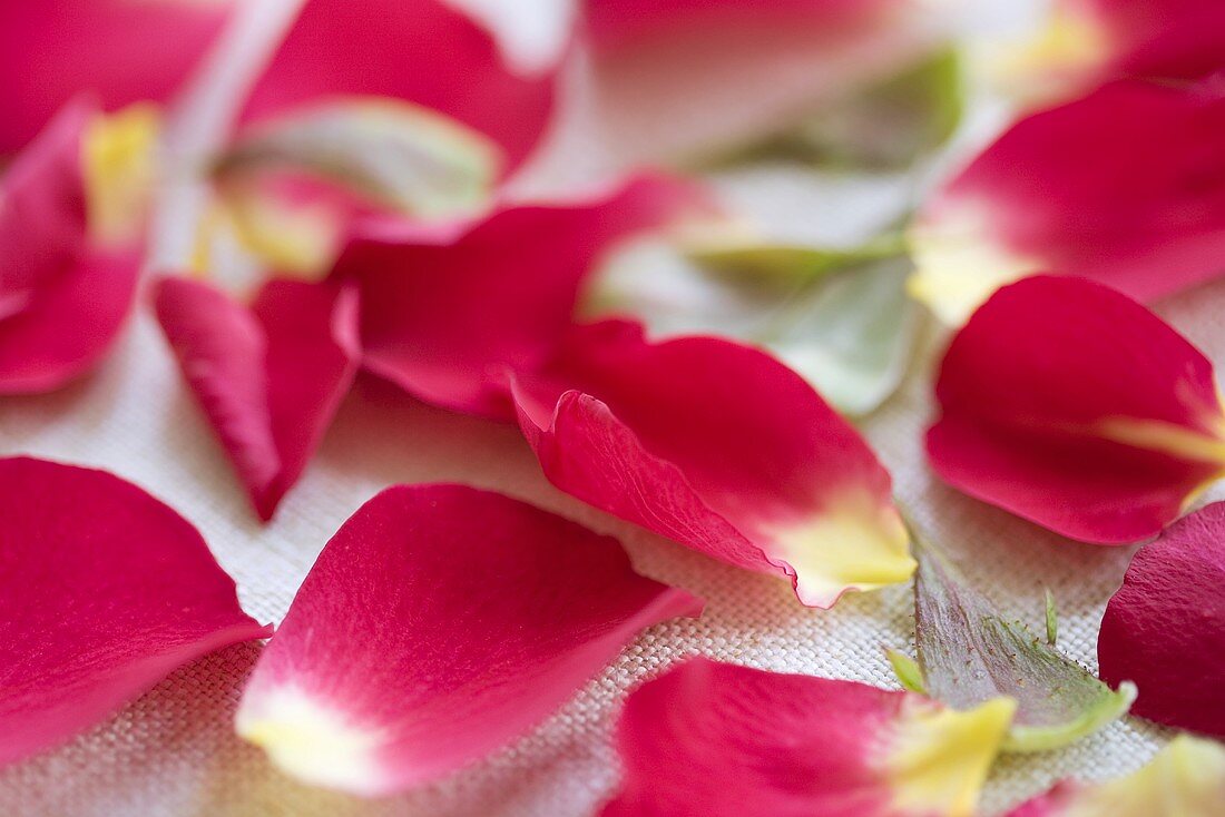 Red rose petals