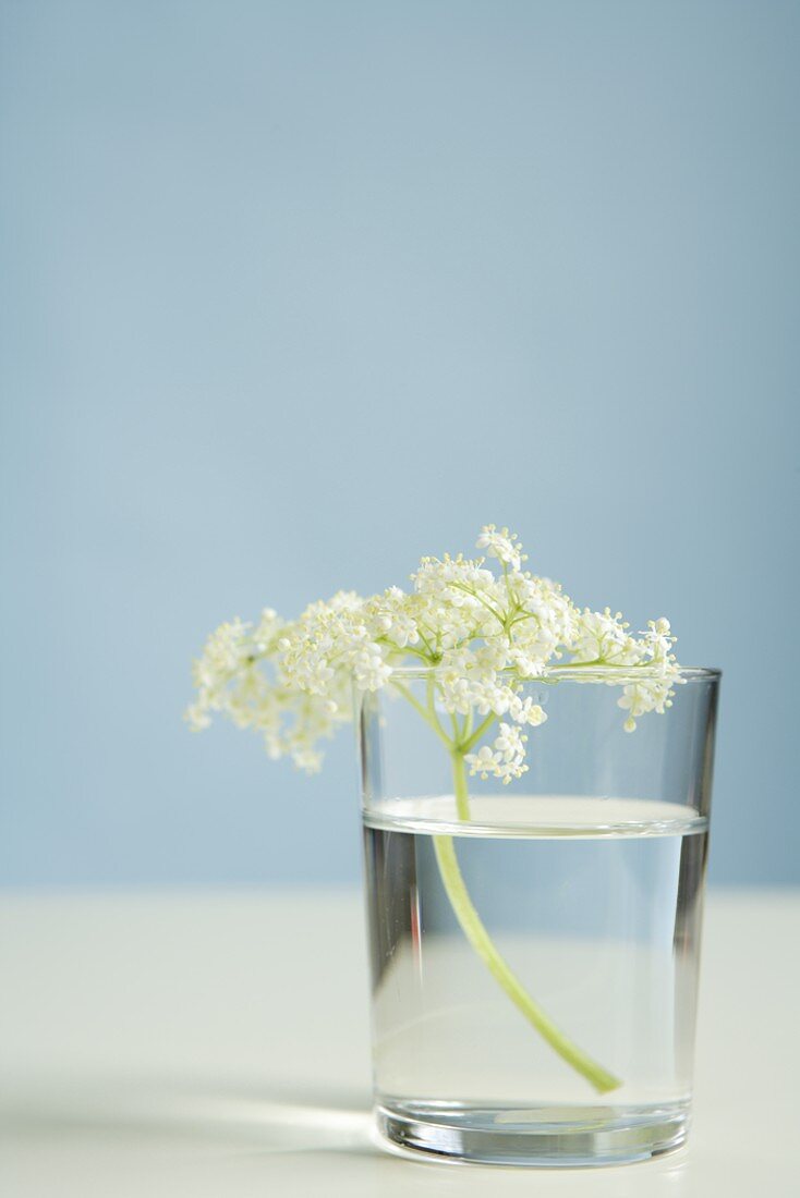 Elderflowers in a glass