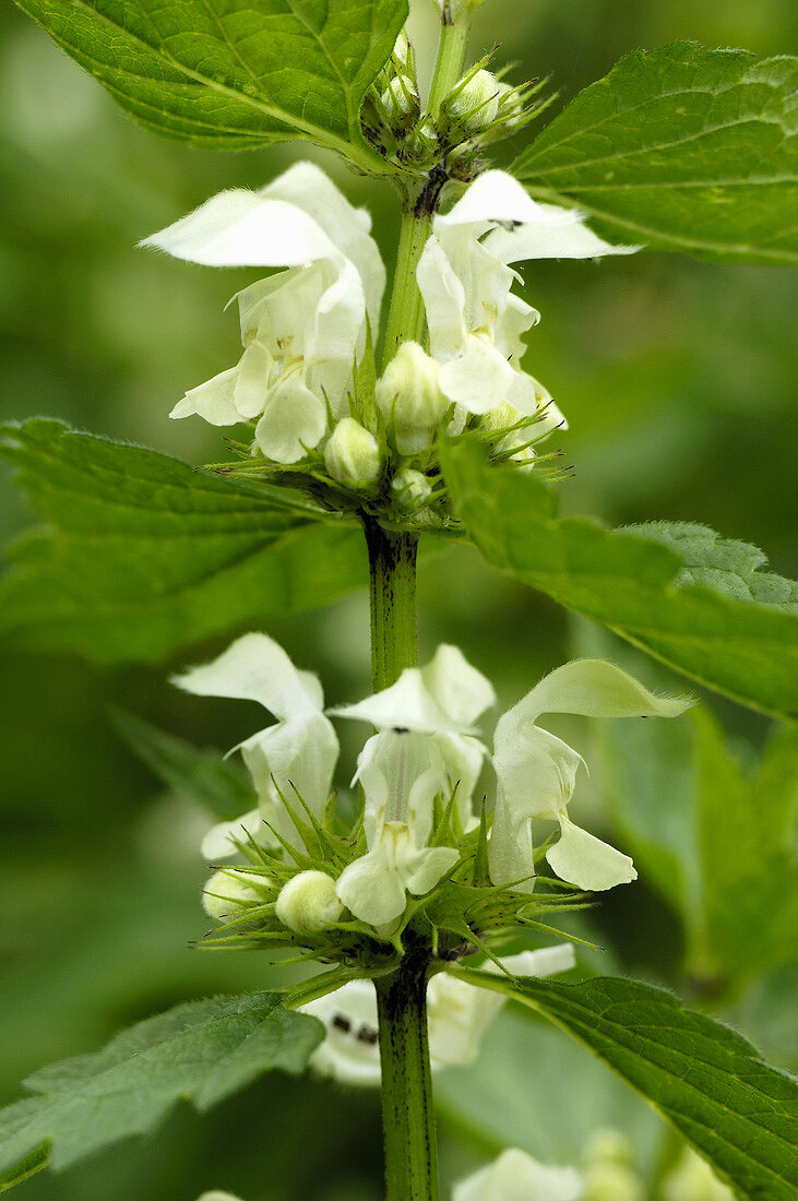 White dead-nettle (Lamium album)