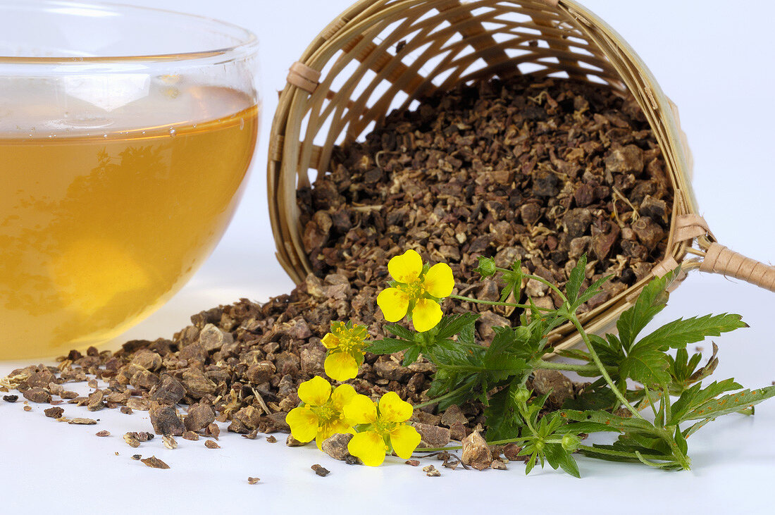 Eine Tasse Blutwurztee, getrocknete Wurzel und Blüten