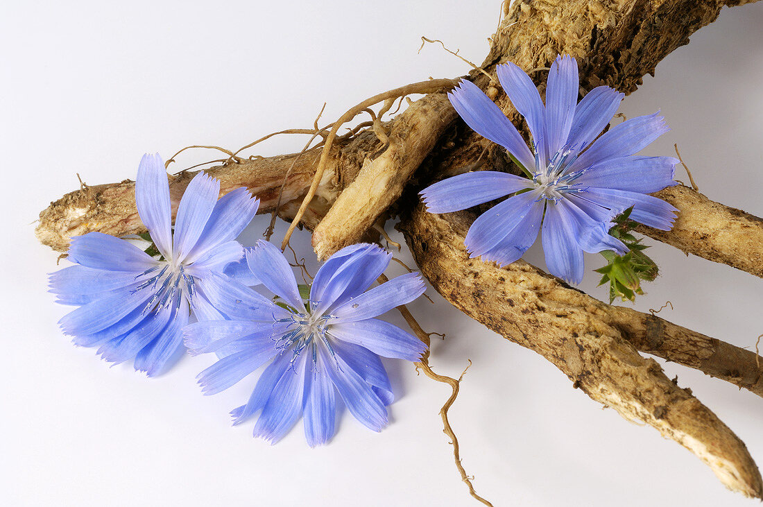Chicory root (Cichorium intybus) with flowers