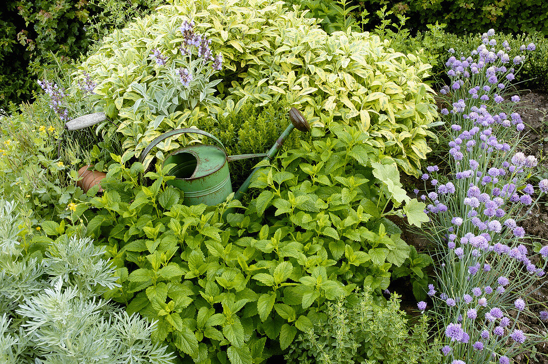 Various herbs and a watering can in a garden